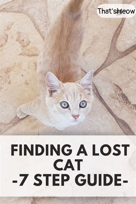 what are the chances of finding a lost cat|How to Find a Lost Cat: What to Do if Your Cat Goes .